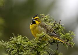Maybe you would like to learn more about one of these? Yellow Cardinal Wikipedia