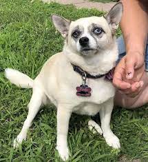 Pets and animals seattle 200 $ view pictures. Chihuahua And Husky Mix For Sale Pets Lovers