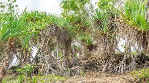 Image result for Pandanus sp. A