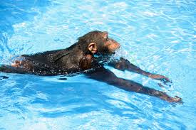 chimpanzees, orangutans can swim and