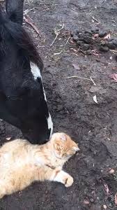 Gulay Adli Kullanicinin Dostluk Ve Sevgi Panosundaki Pin Hayvan Ve Kedi
