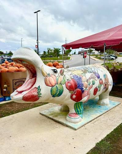 H-E-B Community Hippo statue in Hutto