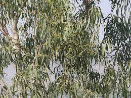 Image result for Eucalyptus sp.