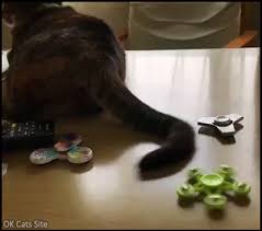 Cat needs attention and affection. Lazy Cat Playing With Fidget Spinner With His Tail Haha Cat Gif Site