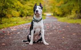List of dog breeds with cropped ears. Pitbull Ear Cropping At What Age Ear Cropping Styles