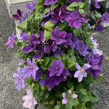 Image result for Clematis