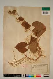 Image result for Dioscorea hirtiflora