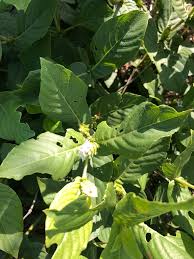 Image result for Neuracanthus africanus