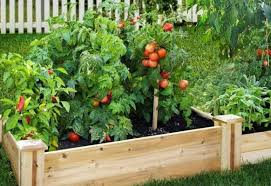 Maybe you would like to learn more about one of these? How To Design Your Backyard Vegetable Patch Modularwalls