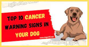 The two causes are similarly genuine, so if your pooch has quit eating for over 24 hours, you should be alarm and act right away. Top 10 Cancer Warning Signs In Your Dog Dog World