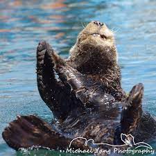 260 Sea Otter Channel Sea Otter Baby Otters Otters