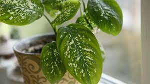 Maybe you would like to learn more about one of these? Soal Dan Jawaban Materi Tanaman Hias Jawabanku Id