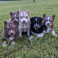 Breeders of merit are denoted by level in ascending order of: South East Agouti Siberians Home Facebook