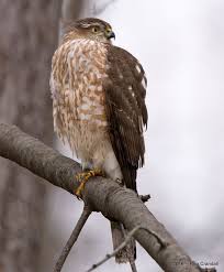 Resting After The Kill Hawk Spirit Animal Sharp Shinned Hawk Sparrowhawk