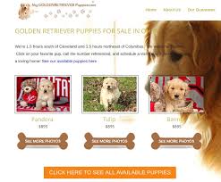 Golden retriever puppies for sale in oh. Kiko S House The Sad Tale Of Amish Puppy Mills In Ohio An American President In Washington