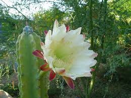Desert flowers blooming cactus colorful flowers beautiful flowers flower garden amazing flowers planting flowers rare flowers cactus plants. Plant Cactuses Now To Experience Nighttime Blooms In The Summer