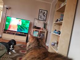 Birds For Cats To Watch 4k Our Dog Watching Our Cat Watching 4k Birdshttps I Redd It 88528ctp8g721 Jpg Cat Watch Watch Dogs Dogs