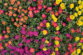 Image result for Portulaca collina