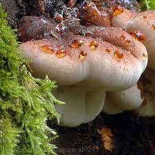 Image result for Ischnoderma resinosum