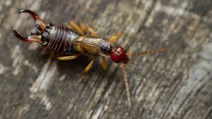 Note that pyrethrin will also kill bees and other beneficials. What Are Earwigs How To Get Rid Of Them Pest Guide By Fantastic Services