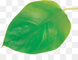 Eucalyptus leaves png images with transparent background | free download on lovepik.com. Eucalyptus Leaf Png And Eucalyptus Leaf Transparent Clipart Free Download Cleanpng Kisspng