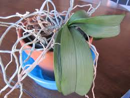 Place the pot under a faucet gently flowing with tepid water. Repotting Orchids Diy Network Blog Made Remade Diy