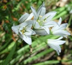 Image result for Nothoscordum borbonicum