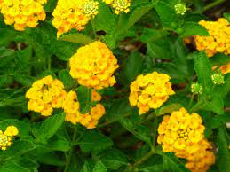 We did not find results for: Yellow Flowering Bush Plant In Arizona Tjs Garden