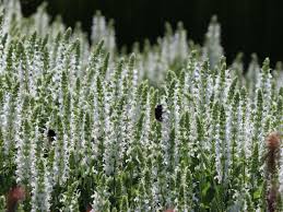 Eine webseite über salbei (salvia officinalis l.) mit anleitung zur pflege im garten oder im topf. Bluten Salbei Adrian Schneehugel Fur Deinen Garten
