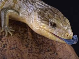 Blue Tongued Skink Tiliqua Reptile Breed Hypoallergenic Health And Life Span Petmd Gigas gigas • schneider, 1801) (new guinea, moluccan, sumatra, sonoran, giant blue tongue, and many more are nothing but fancy names for the indonesian blue tongued skink). blue tongued skink tiliqua reptile