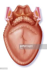 Kummer a, cleft palate more often than not, bacteria is the cause of lingual tonsillitis so preliminary antibiotics is being prescribed. Lingual Tonsil Photos And Premium High Res Pictures Getty Images