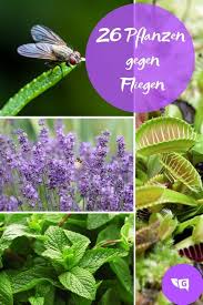 Fliegenabwehr 26 Pflanzen Gegen Fliegen Fur Wohnung Und Balkon Gartendialog De Pflanzen Pflanzen Gegen Mucken Fliegen