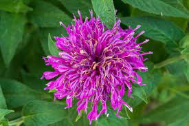Pin On Flowers