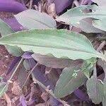 Image result for Aneilema aequinoctiale