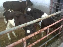 Cumpara acum, 100% sigur prin garantia de livrare. Vand Vaci De Lapte Din Rasa Holstein Stiriagricole Ro