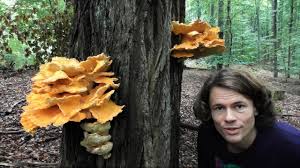 It might not seem that important, but part of what makes this so addictive is the crust, as well as your mushroom being in a good stage for eating in a thick slice. Schwefelporling Chicken Of The Woods Laetiporus Sulphureus Standort Merkmale Wirkung Essen Youtube