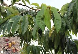 Image result for Pycnanthus