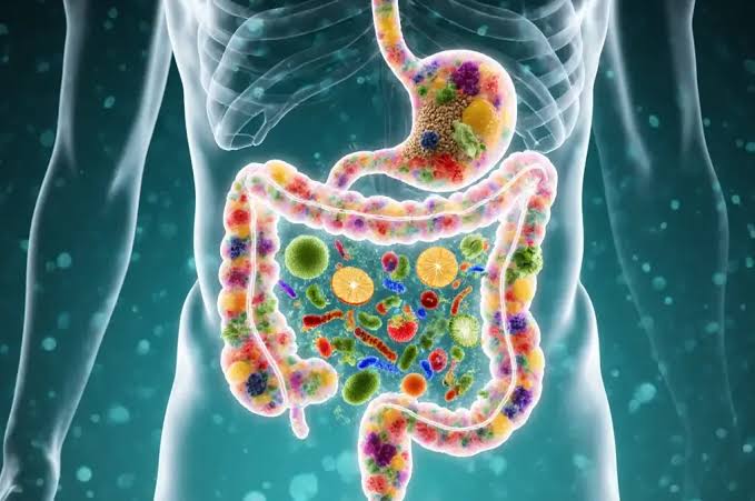 How Diet Shapes the Gut Microbiome and Influences Overall Health |  OrganiClinic