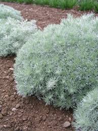 Silver foliage looks good with everything, cooling down the hot colors and blending with pastels. Artemisia Silver Mound Bluestone Perennials