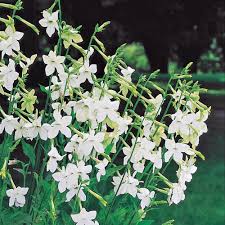 Image result for Nicotiana