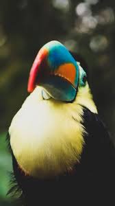 Bird With Long Colorful Beak Pin On Birds Wallpapers