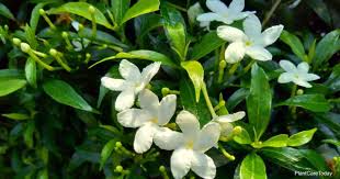 Middle notes are gardenia and frangipani; Gardenia Jasminoides Care Tips On Growing Cape Jasmine