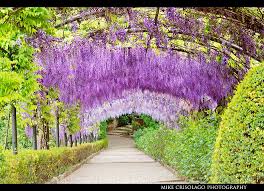 Hanging Purple Garden Of Florence Italy Purple Garden Wisteria Garden Italian Garden