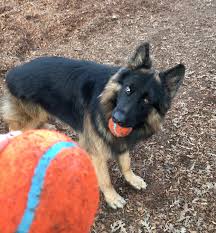 Dog boarding is like hotel, where it's typically an overnight stay at a kennel where your dog is around other dogs. Boarding The Canine Connection Llc