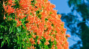 All varieties have been preserved to ensure they will not wilt in the same way living plants would. Best Climbing Plants Burke S Backyard