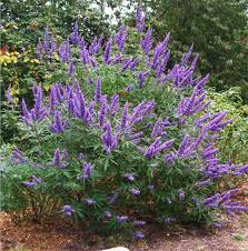 Image result for Vitex amaniensis