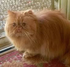 Look no further, with a power house of 30 years experience and an a+ luxury doll face persian kittens for sale. Himalayan Persian Cat Orange Himalayan Persian Cats Persian Cat Orange Persian Cat