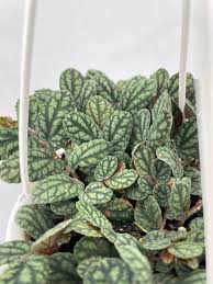 Image result for Begonia pulcherrima