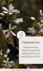 Wählen sie mit vorteil solche jetzt ist der richtige moment, um bäume und sträucher im garten, auf der terrasse oder vor dem. 31 Einheimische Geholze Ideen Pflanzen Straucher Garten