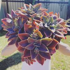 Fort jones, ca 96032 united states of america. Graptoveria Fred Ives Plant Gifts Colorful Succulents Windowsill Garden